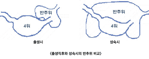 성장단계별 반추위의 상대적 크기