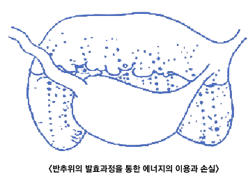 고온 스트레스와 반추위 환경변화(발효열 및 열량증가)